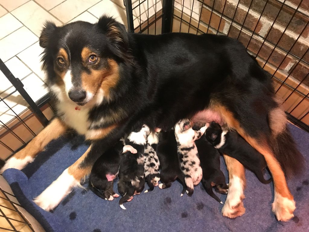 chiot Berger Australien Des Reflets De Nooska